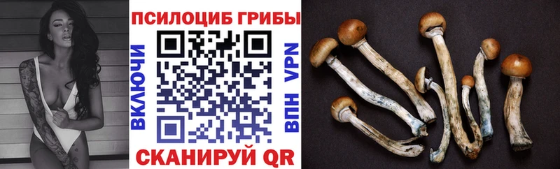 продажа наркотиков  Суровикино  Галлюциногенные грибы Psilocybe 